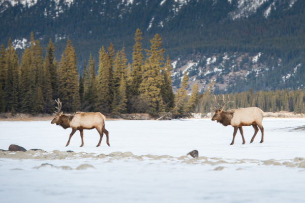 How to better coexist with our wildlife this spring