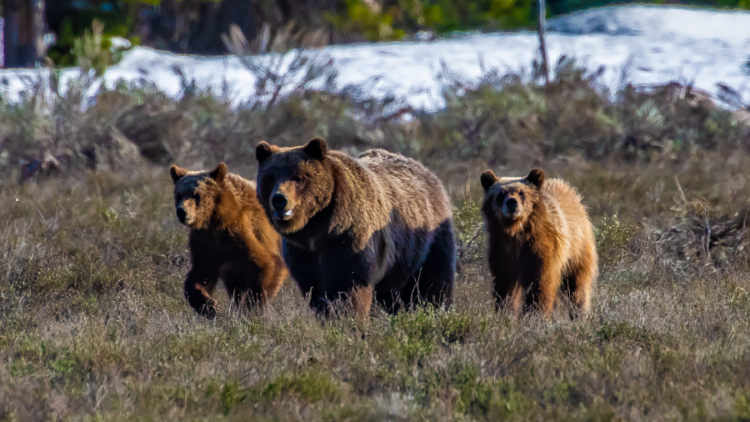 Protect wildlife and people – urge Teton County to update Wildlife Feeding regulations