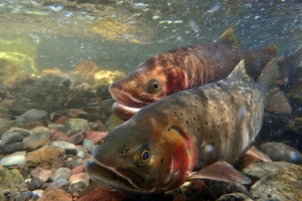 Wildlife spotlight: Yellowstone cutthroat trout