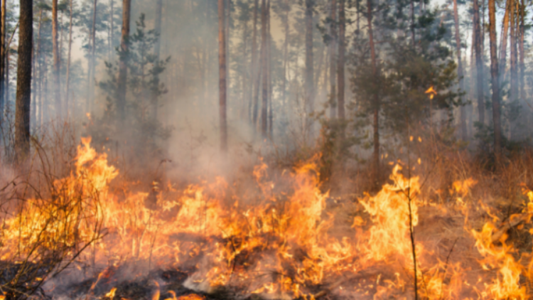 Using nature to protect yourself from wildfire
