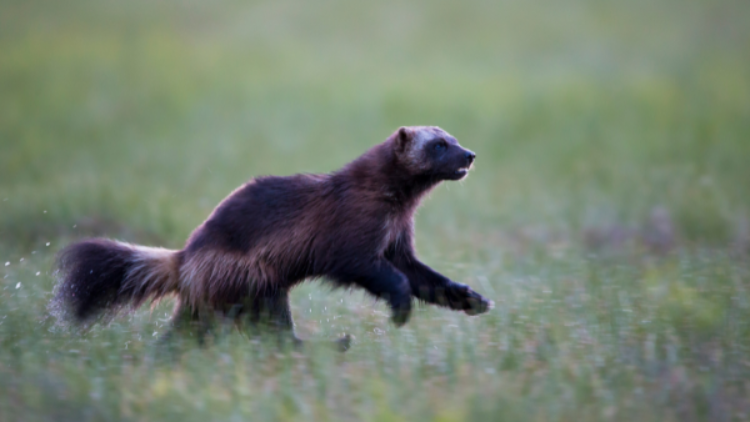 Wolverines regain candidate status under Endangered Species Act