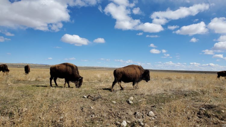 Wildlife Spotlight: Buffalo Treaty Reflects Importance of Keystone Species