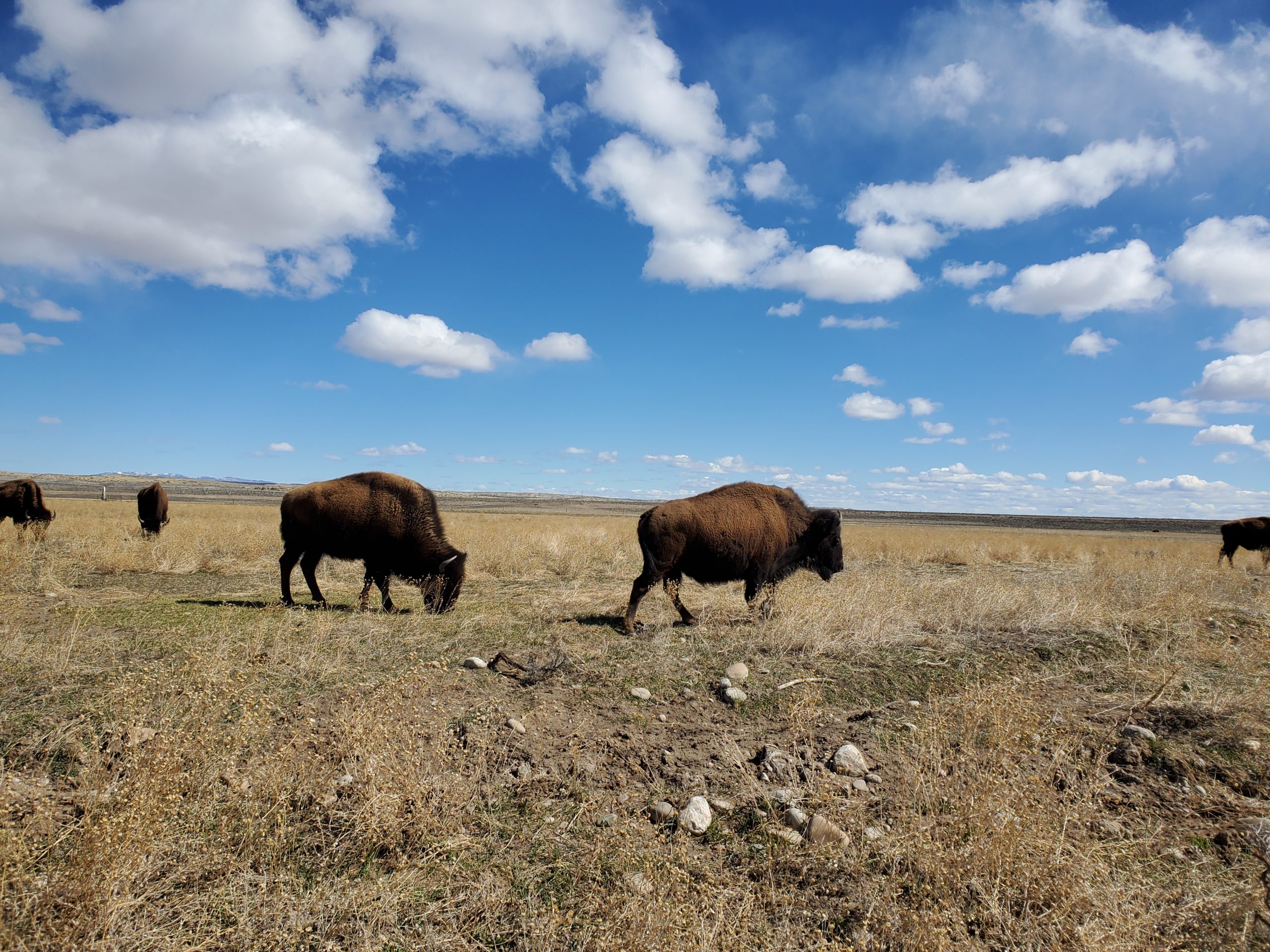 Quick and Dirty Guide to Bison as Keystone Species