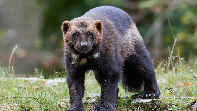 Wolverine listed as threatened under the Endangered Species Act