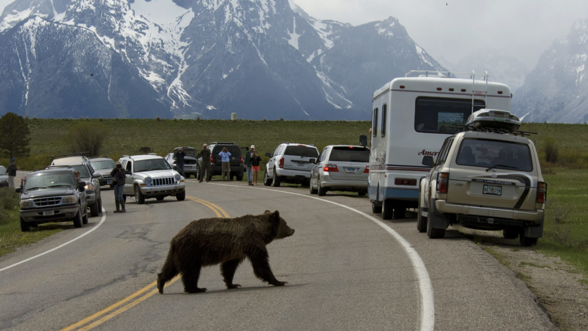 Jackson Town Council APPROVES Bear Resistant Trash Ordinance
