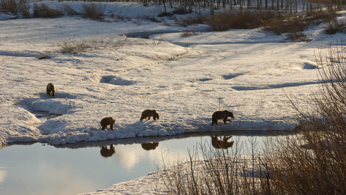 CLI Alumni, Community Members & Alliance Staff Weigh In On Town Of Jackson Sustainability Plan