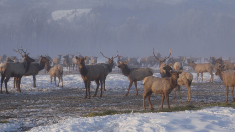Unique Wildlife Viewing Opportunity at The National Elk Refuge