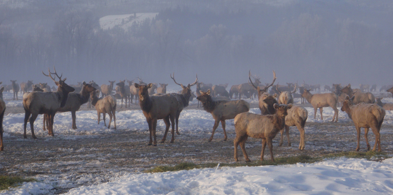 Unique Wildlife Viewing Opportunity at The National Elk Refuge