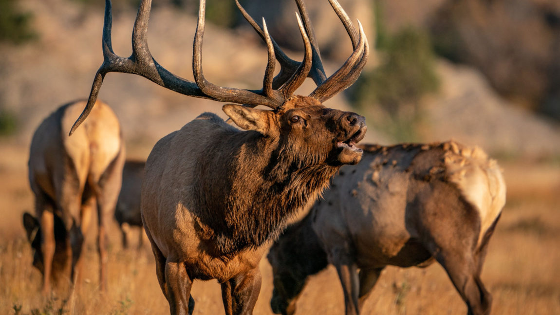 Greater Yellowstone Ecosystem (GYE) Elk Depend On Private Property