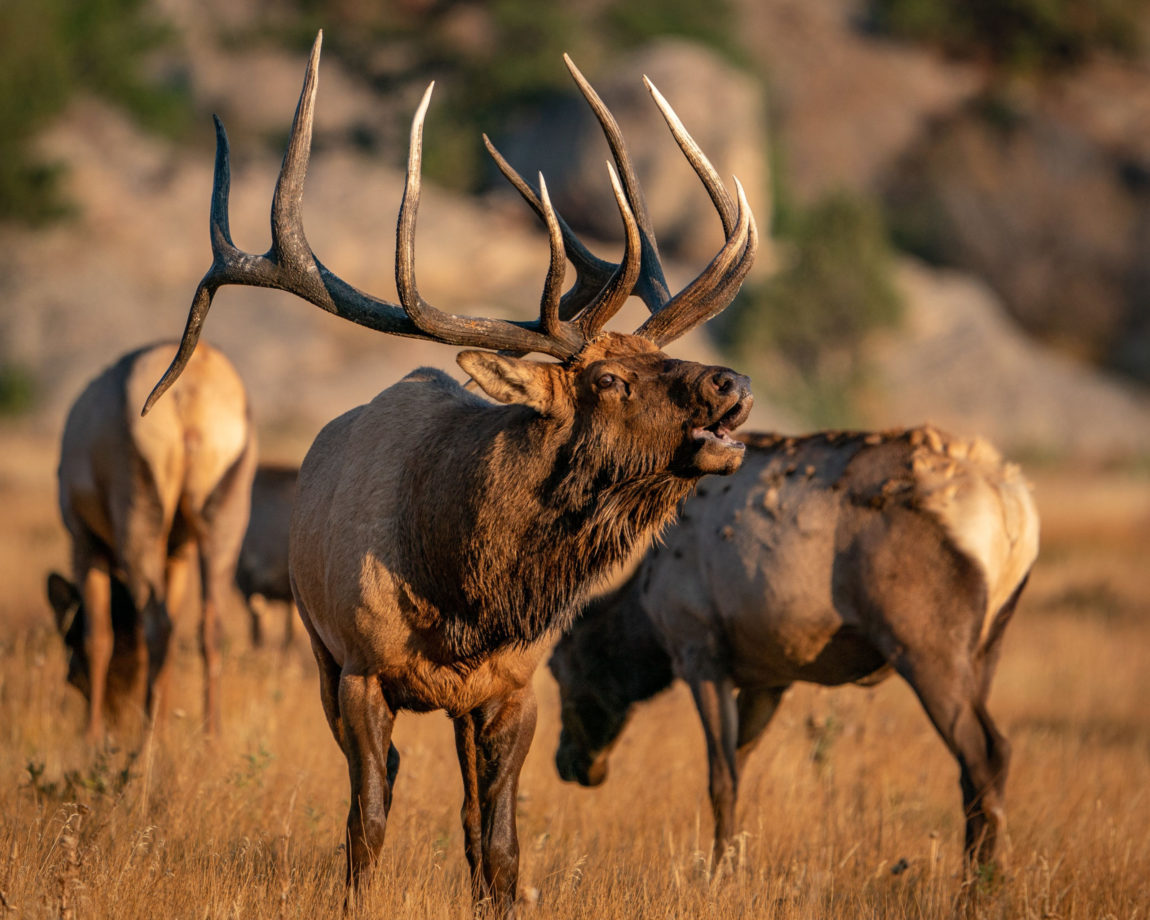 Elk-call-Fall-scaled.jpg