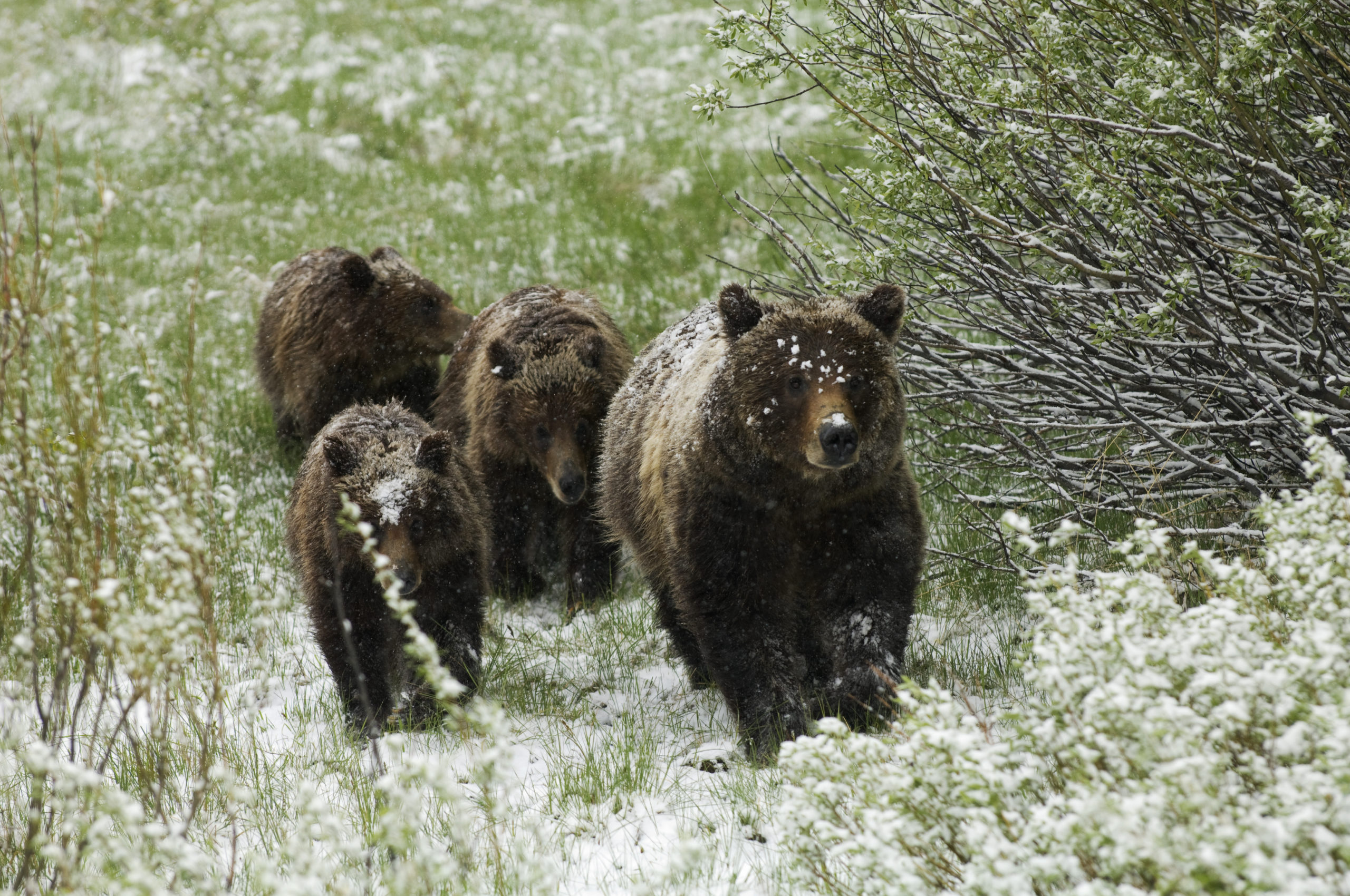 Grizzly Bear  Defenders of Wildlife