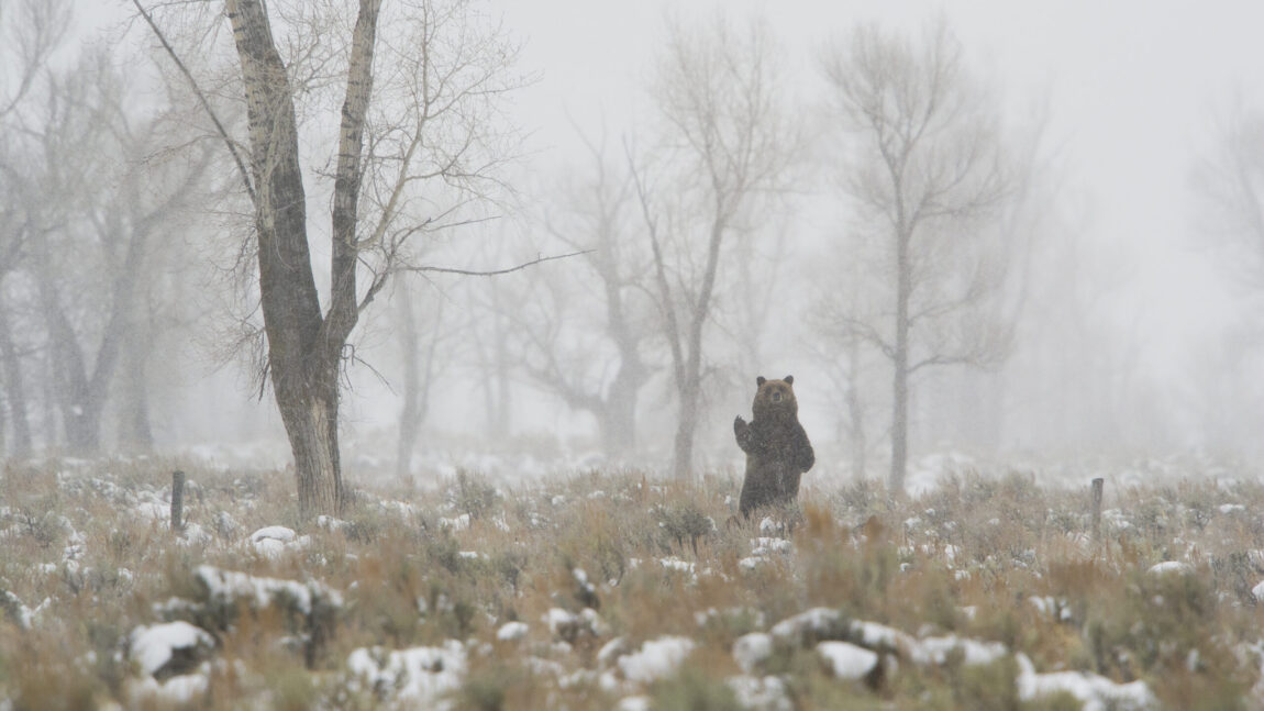 First Grizzly Bear of 2023 Spotted in Yellowstone