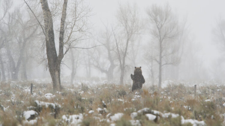 First Grizzly Bear of 2023 Spotted in Yellowstone