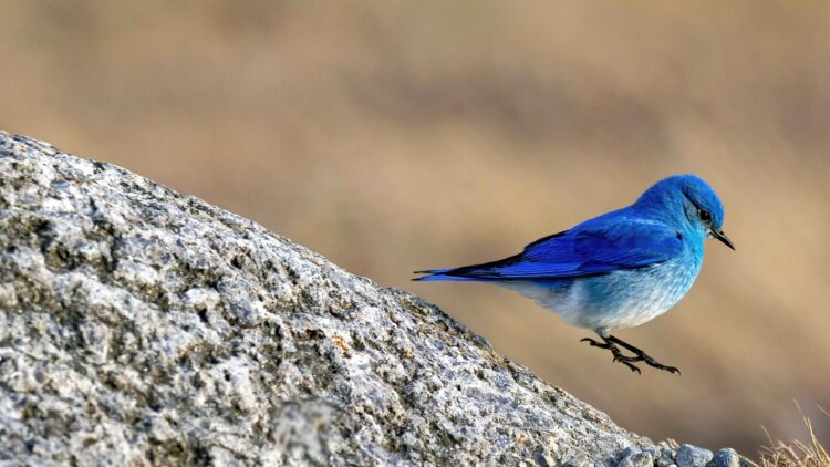 Earth Day – “A Future Worth Living”