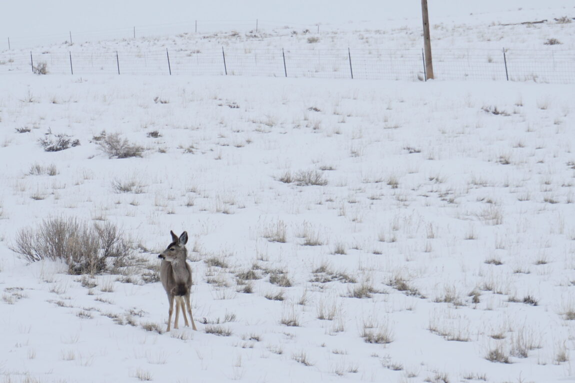 Mule-Deer-1-scaled.jpg