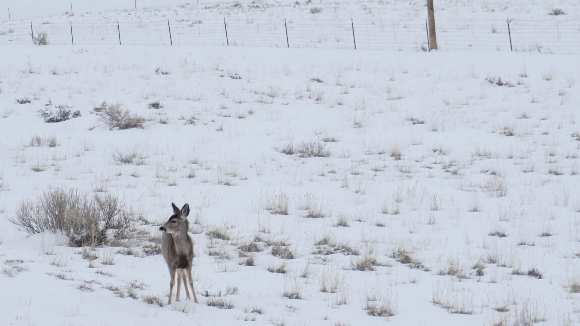 Wyoming mule deer herd cut in half by severe winter