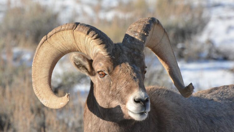Extended Bighorn Sheep Winter Closures in Grand Teton National Park