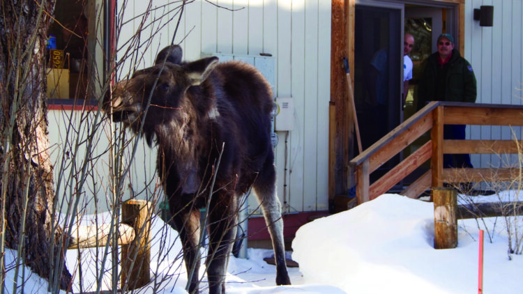 Ready your property for wintering wildlife now!