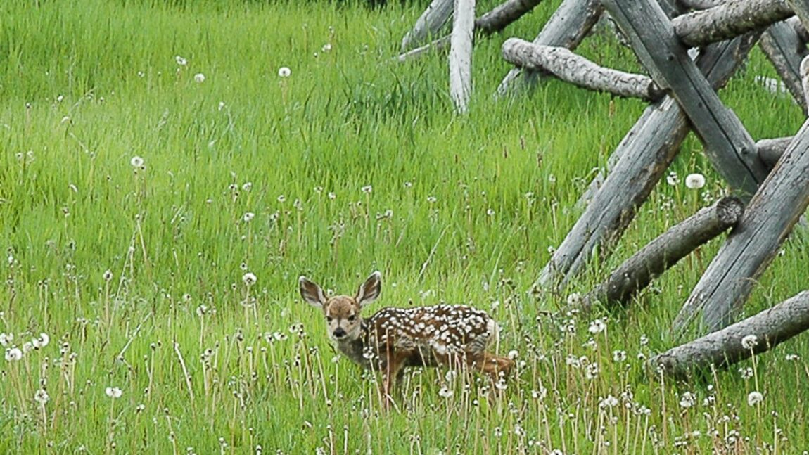 Wildlife Babies – give them a break!