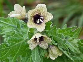 henbane-1.png