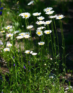oxeye.png