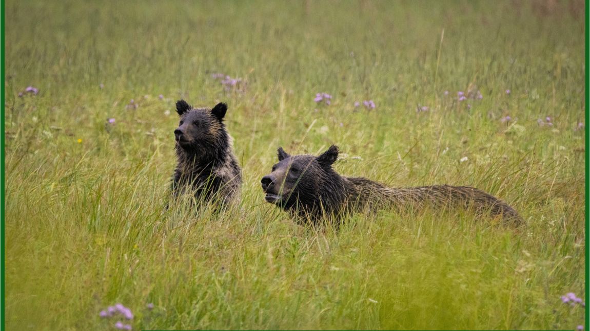 Grizzly 399 and her “Absolutely Gigantic” cub emerge again and swing south toward town…