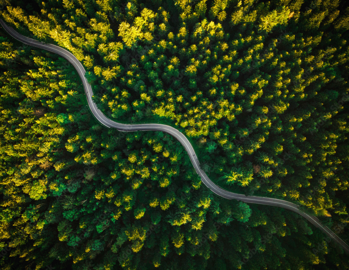 trees_road.png