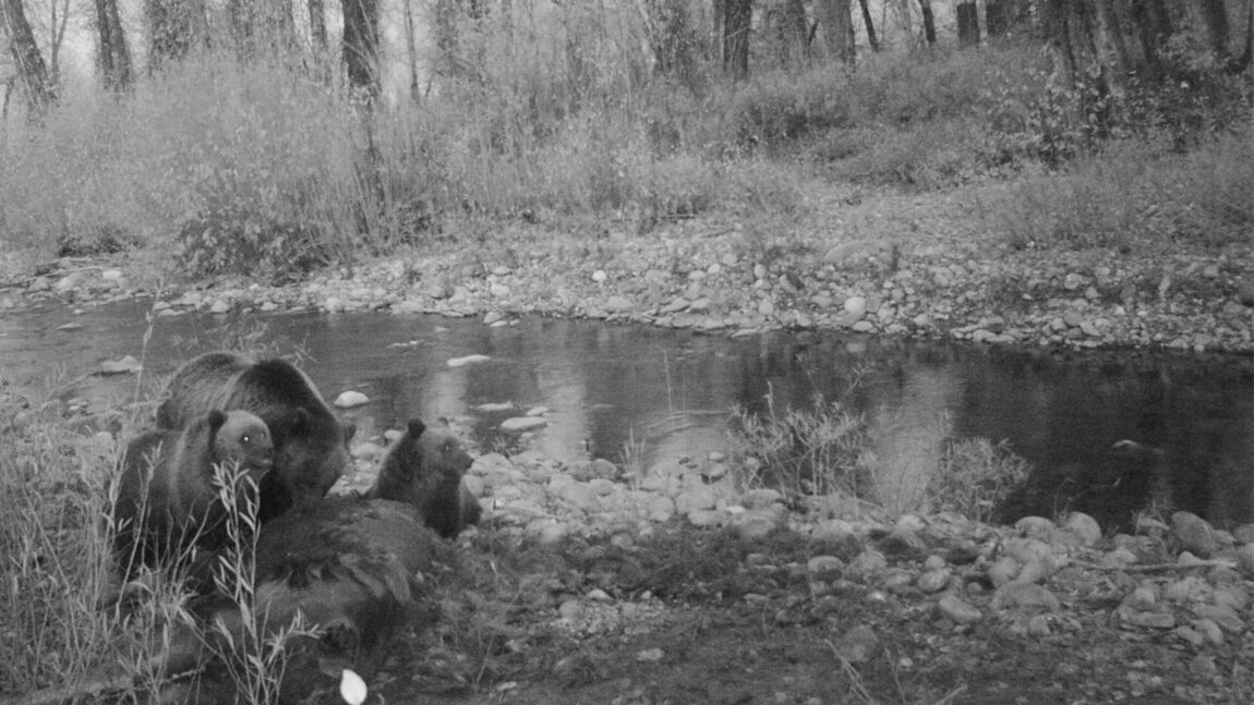 Sending healing wishes to Grizzly 610 and her two cubs.