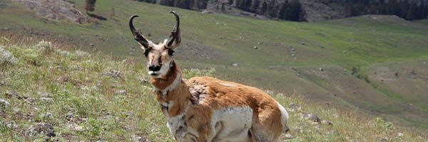 pronghorn_banner.jpg