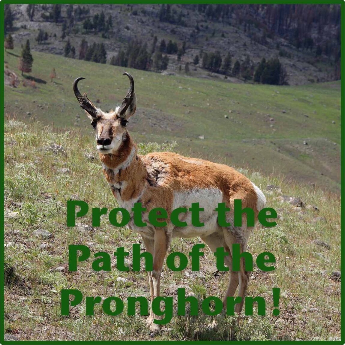 pronghorn_protect.jpg