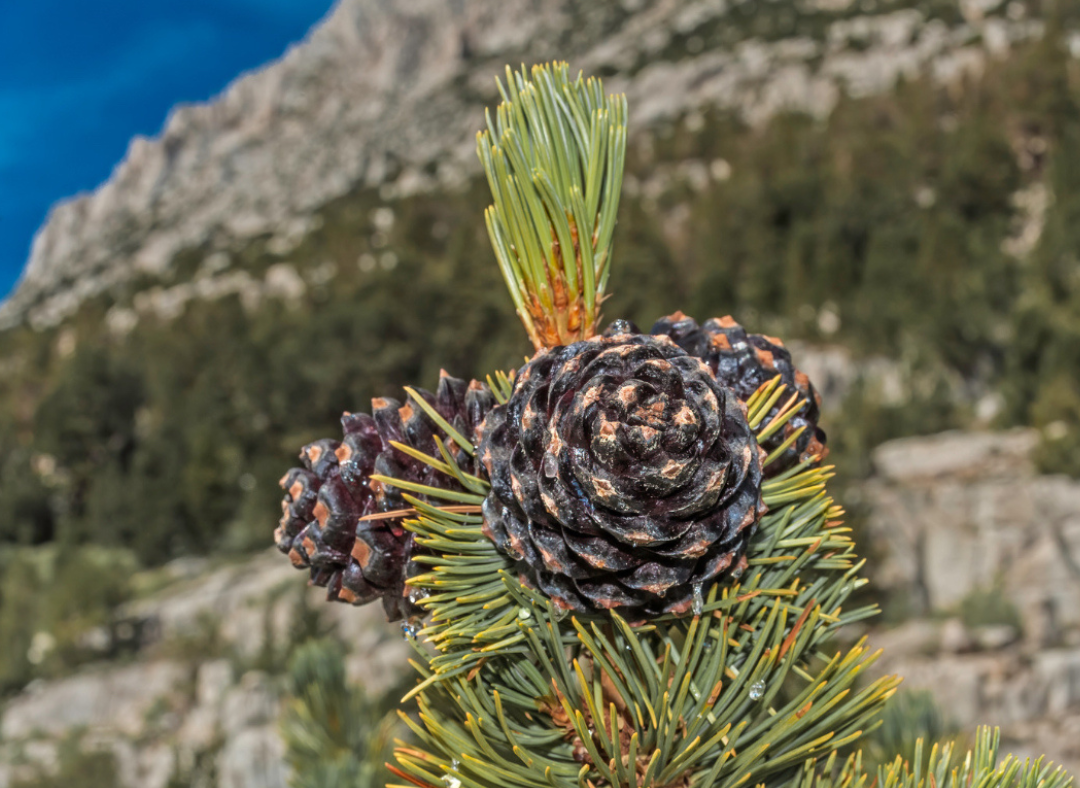 We Took a Stand for Whitebark Pines, Forest Service Follows!