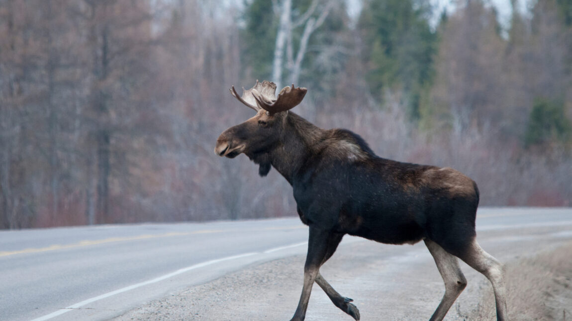 What Will Happen to Wildlife at Stilson?