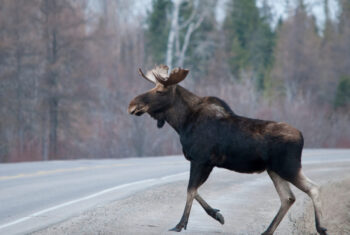 What Will Happen to Wildlife at Stilson?