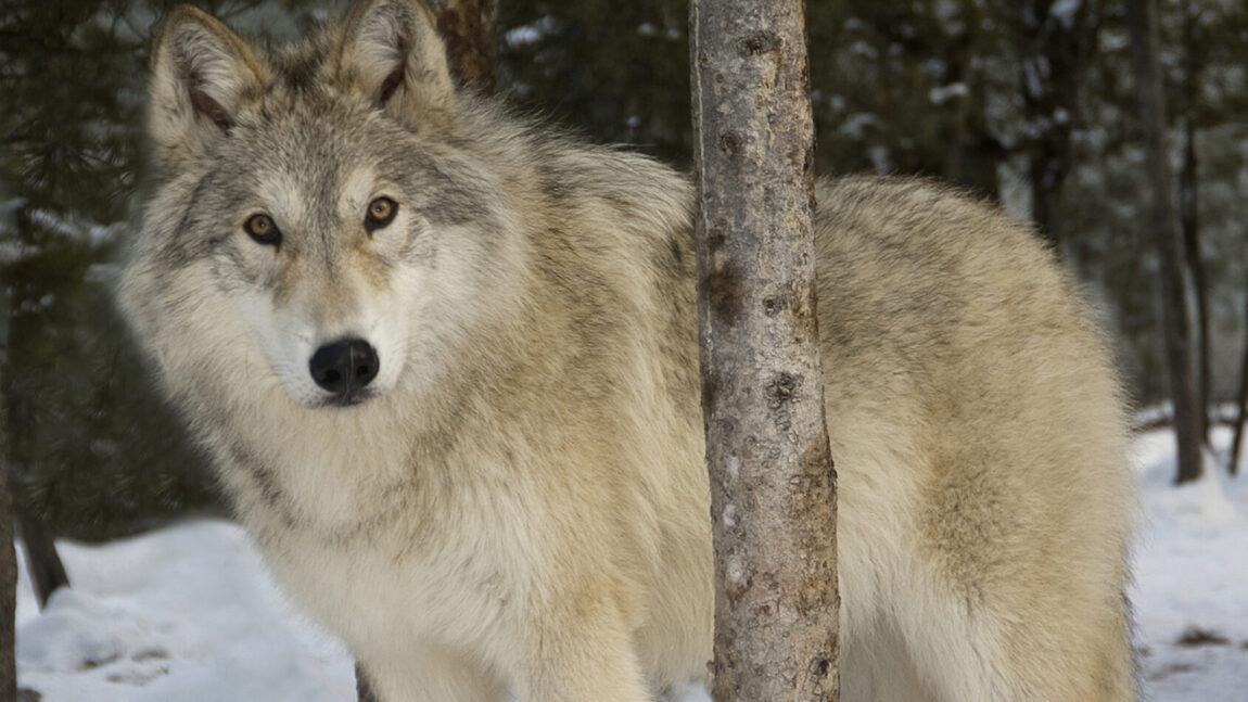 Wyoming vs. Wolf