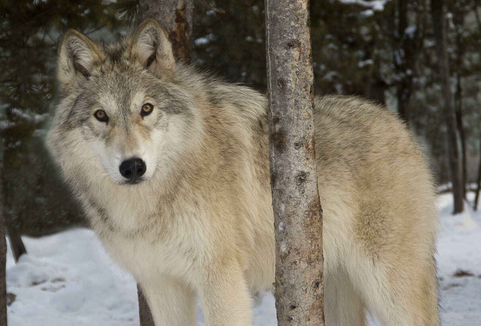 Wyoming vs. Wolf - Jackson Hole Conservation Alliance
